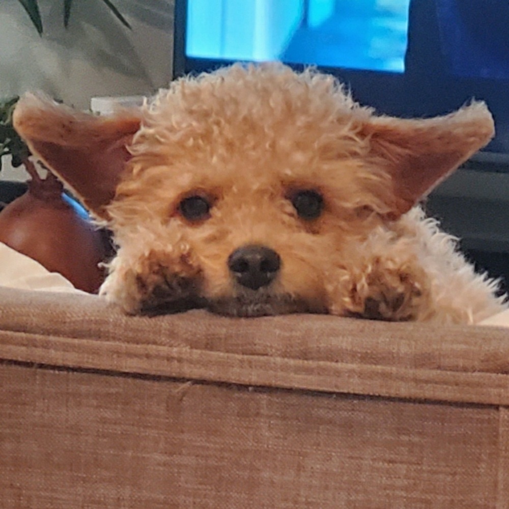 Meet your Posher, Gunther